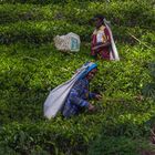 Teepflückerinnen in Sri Lanka