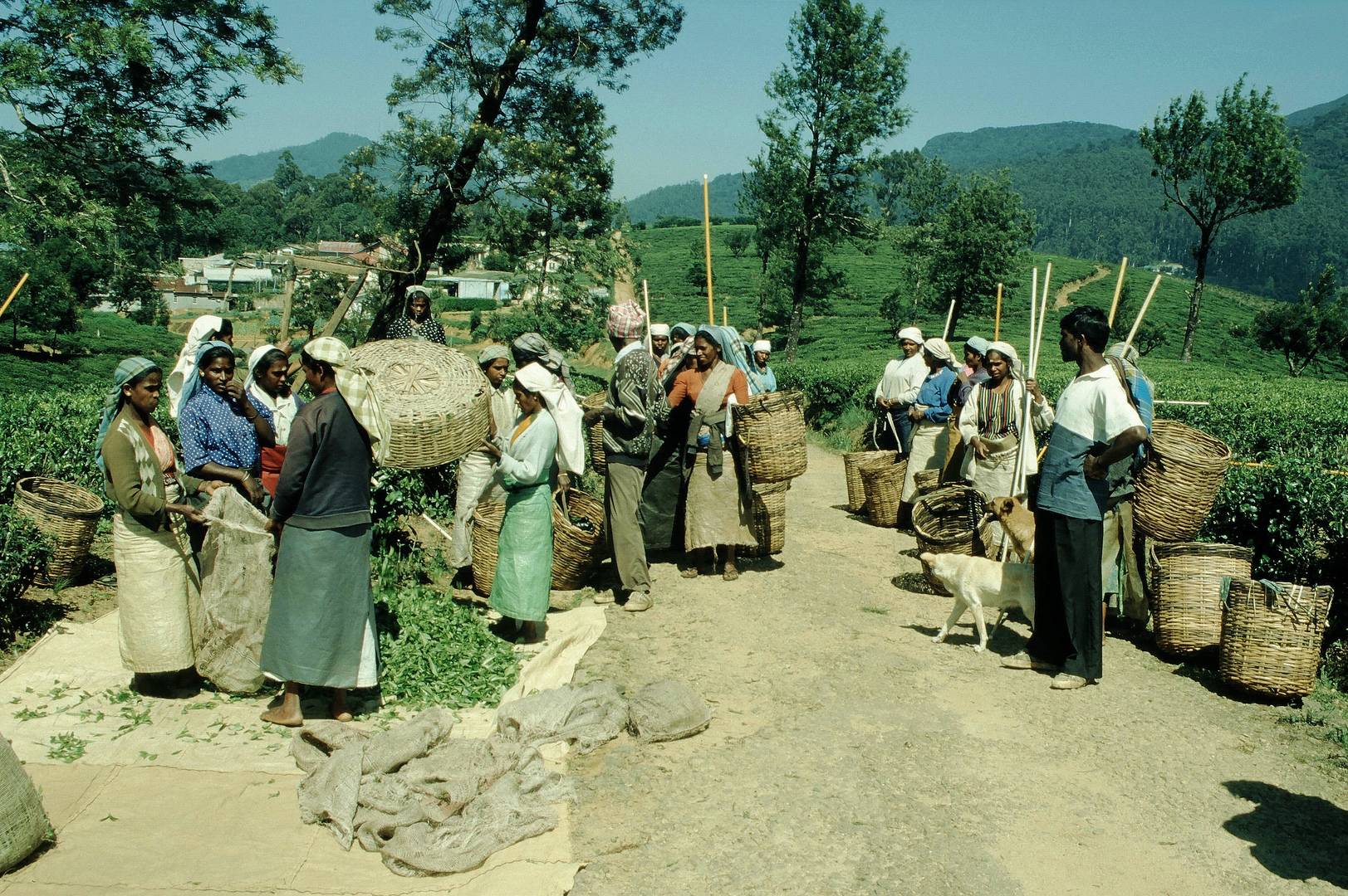 Teepflückerinnen in SriLanka Bild8