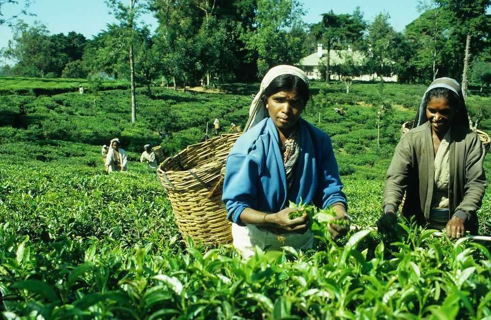 Teepflückerinnen, Sri Lanka 2001