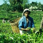 Teepflückerinnen, Sri Lanka 2001