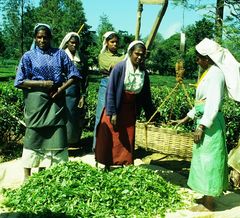 Teepflückerinnen Sri Lanka 2001