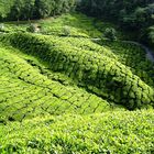 Teeplantage
