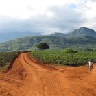 Teeplantage am Mulanje Massiv