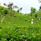 Teeplantage auf Sri Lanka