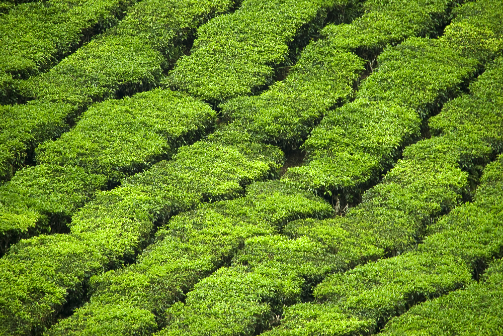 Teeplantage - Ausschnitt