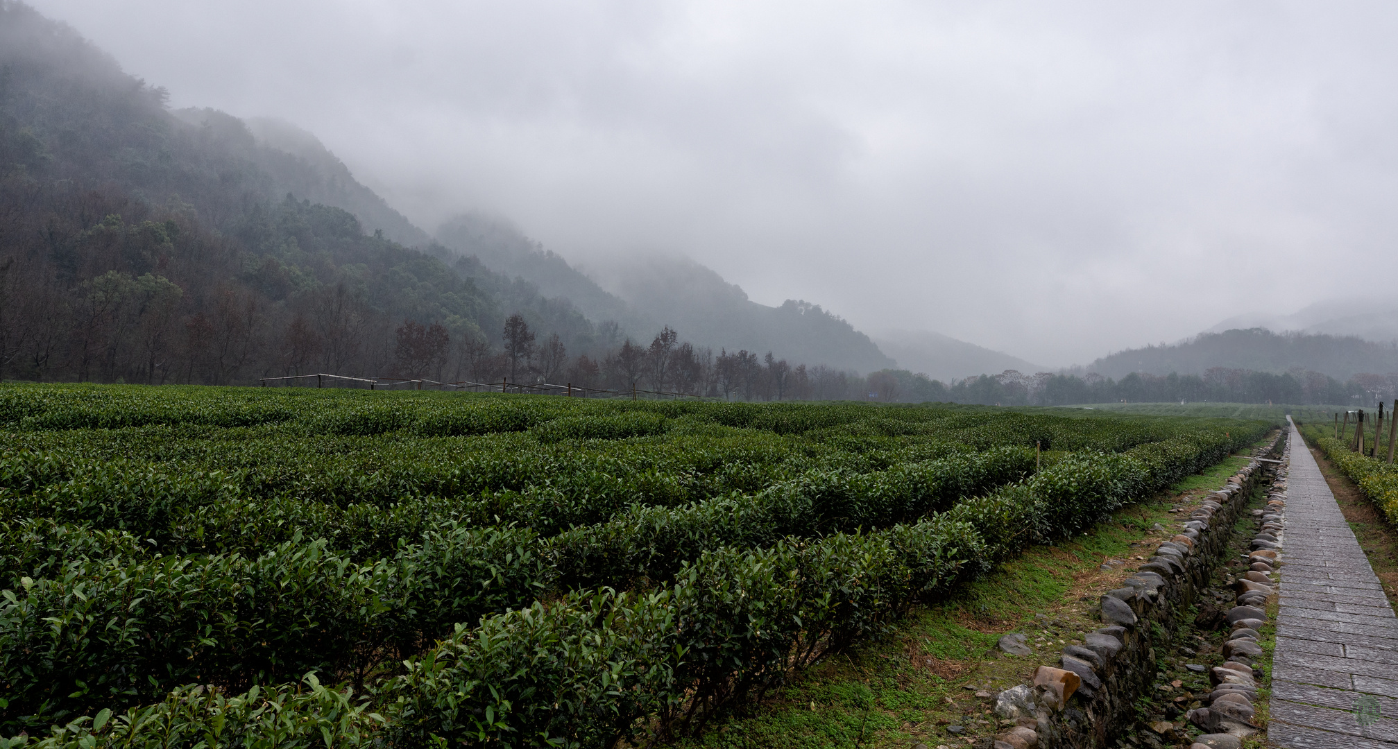 Teeplantage bei Hangzhou