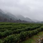 Teeplantage bei Hangzhou