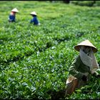 Teeplantage bei Moc Chau im Norden von Vietnam