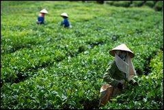 Teeplantage bei Moc Chau im Norden von Vietnam