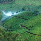 Teeplantage bei Munar