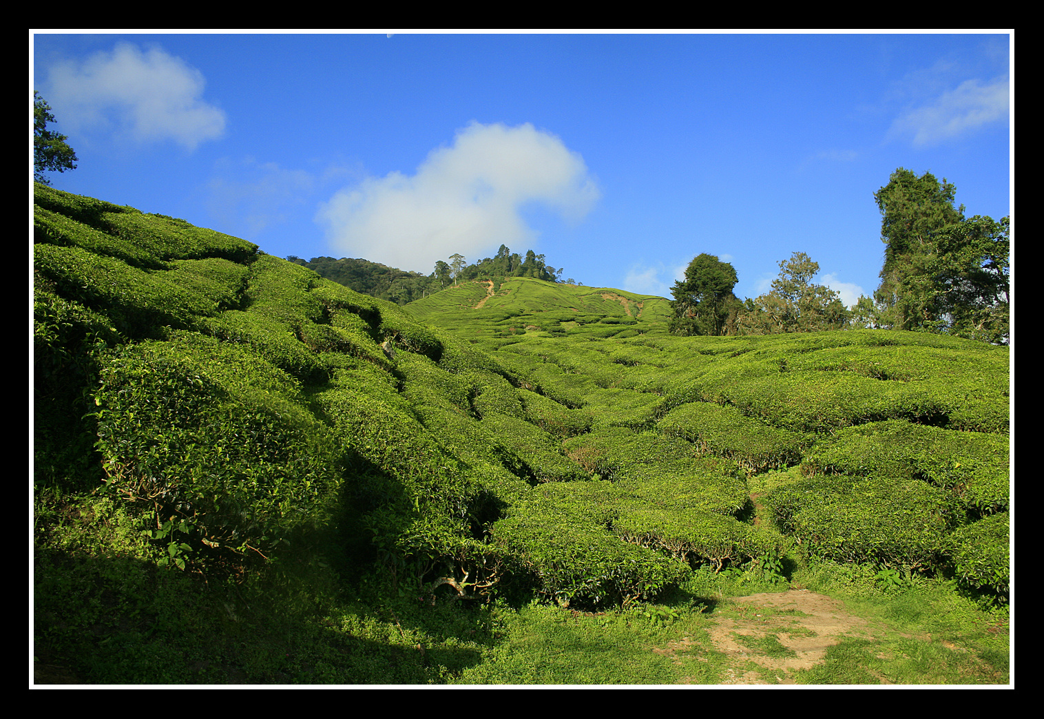 Teeplantage - Cameron Highlands