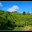 Teeplantage - Cameron Highlands