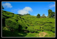 Teeplantage - Cameron Highlands