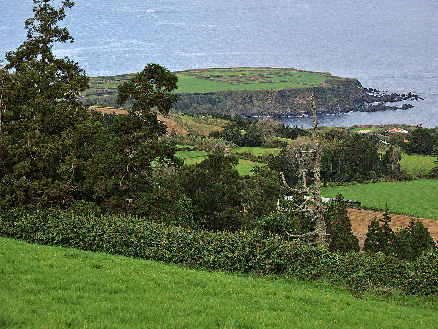 Teeplantage Chá Gorreana  auf São Miguel (Azoren)