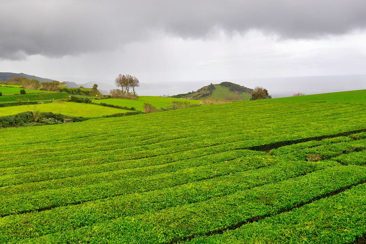 Teeplantage Chá Gorreana