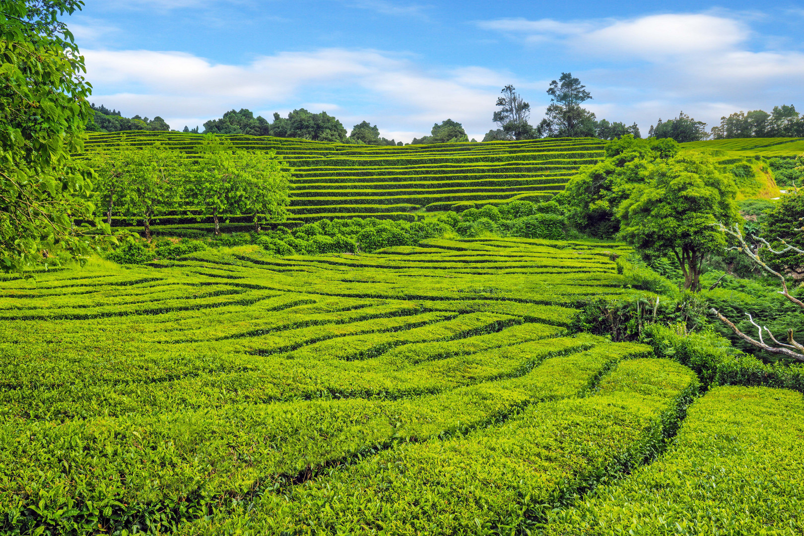 Teeplantage Gorreana auf Sao Miguel - Azoren