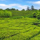 Teeplantage Gorreana auf Sao Miguel - Azoren