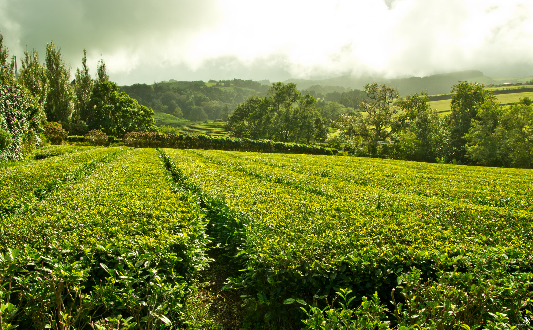 Teeplantage Gorreana