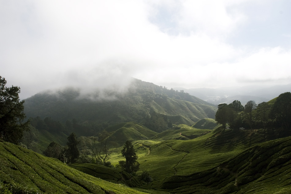 Teeplantage in Cameron Highlands