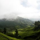 Teeplantage in Cameron Highlands