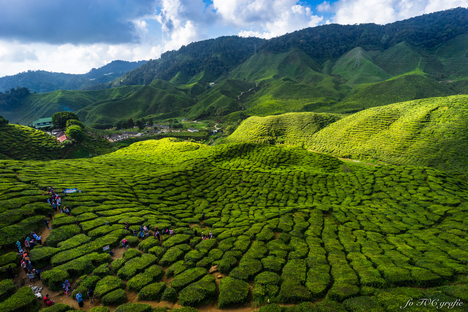 Teeplantage in den Cameron Highlands