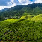 Teeplantage in den Cameron Highlands