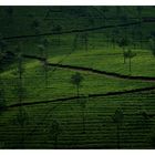Teeplantage in den Western Ghats