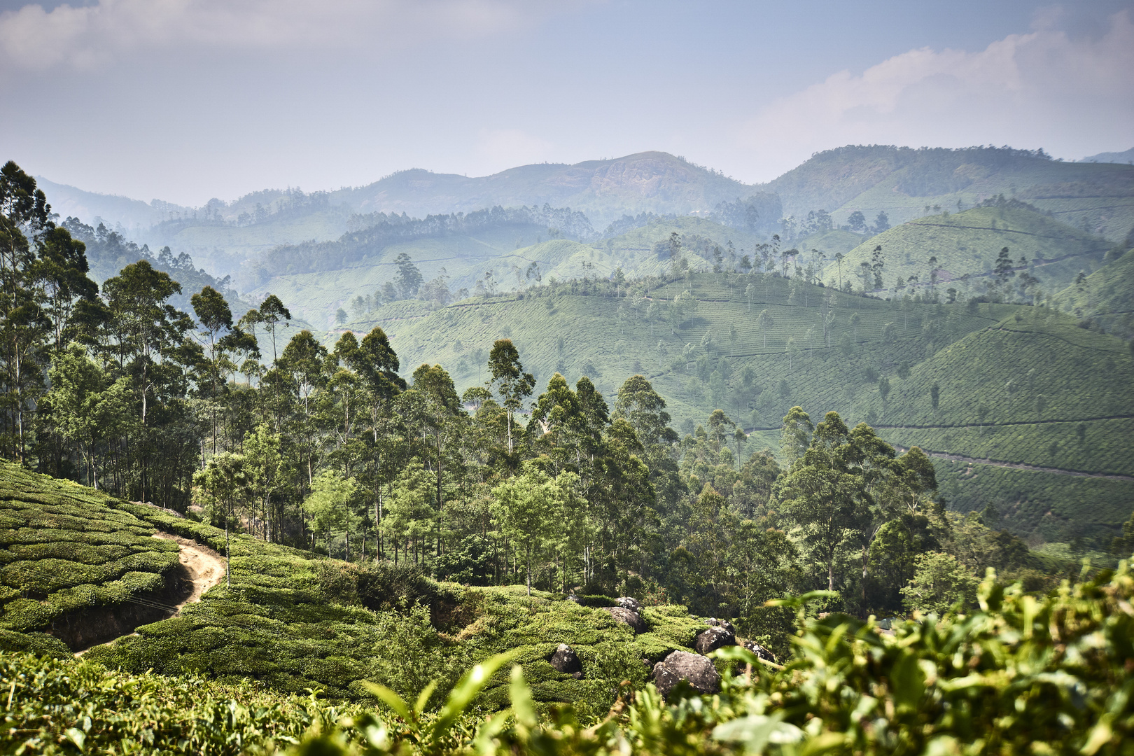 Teeplantage in Kerala