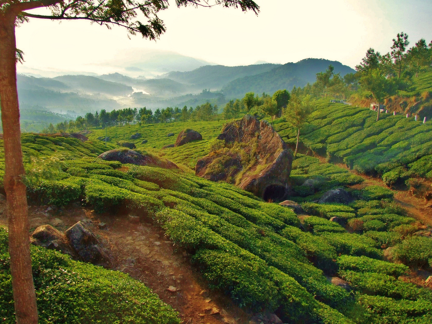Teeplantage in Kerala