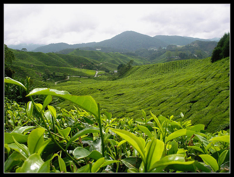 Teeplantage in Malysia