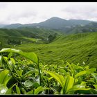 Teeplantage in Malysia