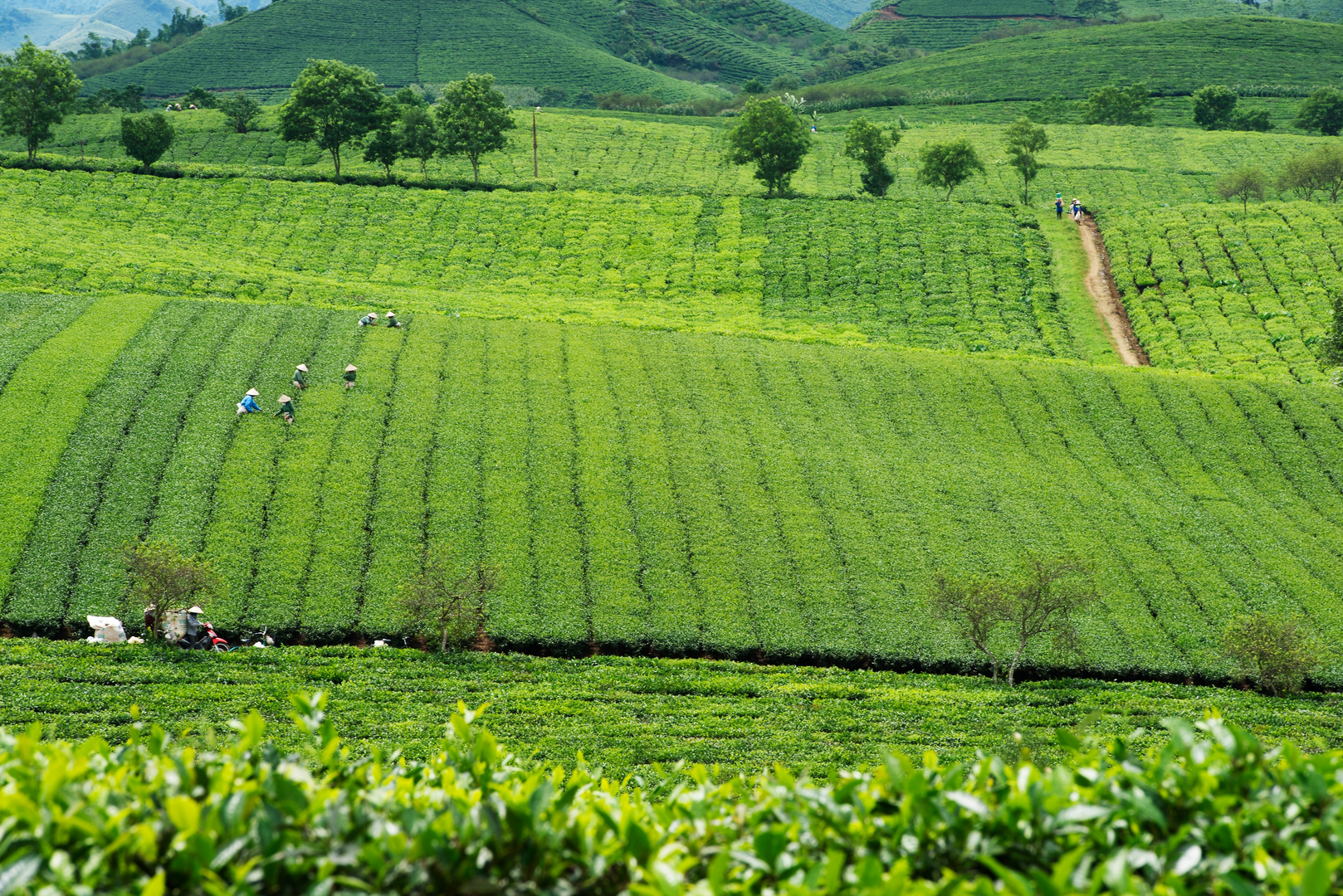 Teeplantage in Moc Chau, Nordvietnam 2010