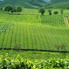 Teeplantage in Moc Chau, Nordvietnam 2010