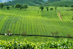 Teeplantage in Moc Chau, Nordvietnam 2010