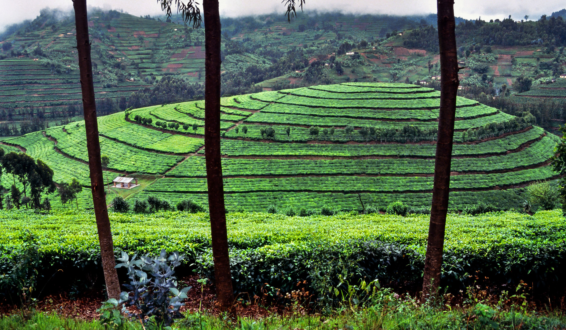 Teeplantage in Ruanda