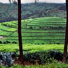 Teeplantage in Ruanda