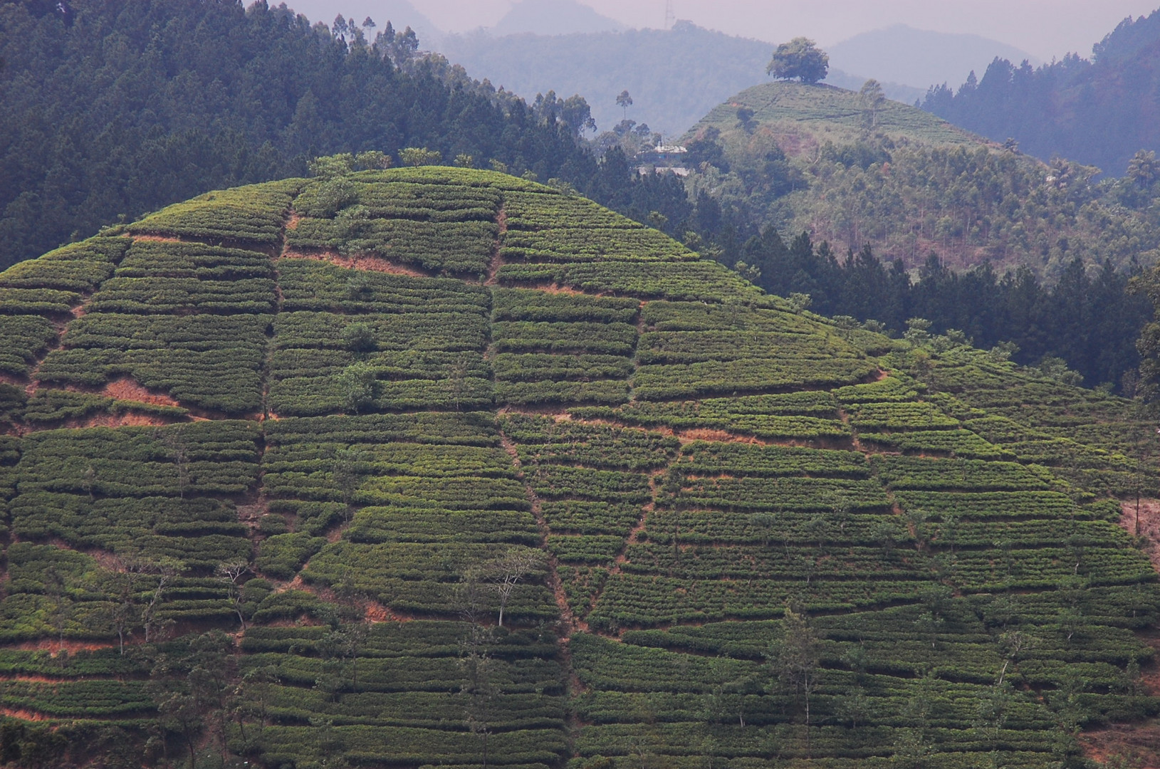 Teeplantage in Sri Lanka