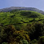 Teeplantage Munnar (Indien)