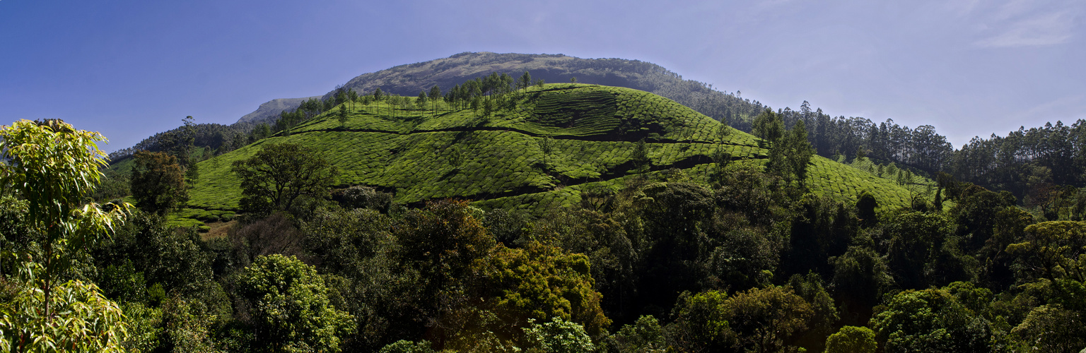 Teeplantage Munnar (Indien)