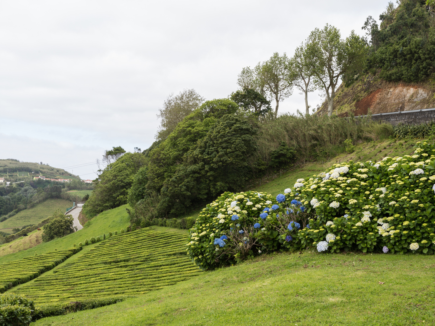Teeplantage Porto Formosa auf Sao Miguel #2