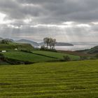 Teeplantage Porto Formosa auf Sao Miguel