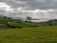 Teeplantage Porto Formosa auf Sao Miguel