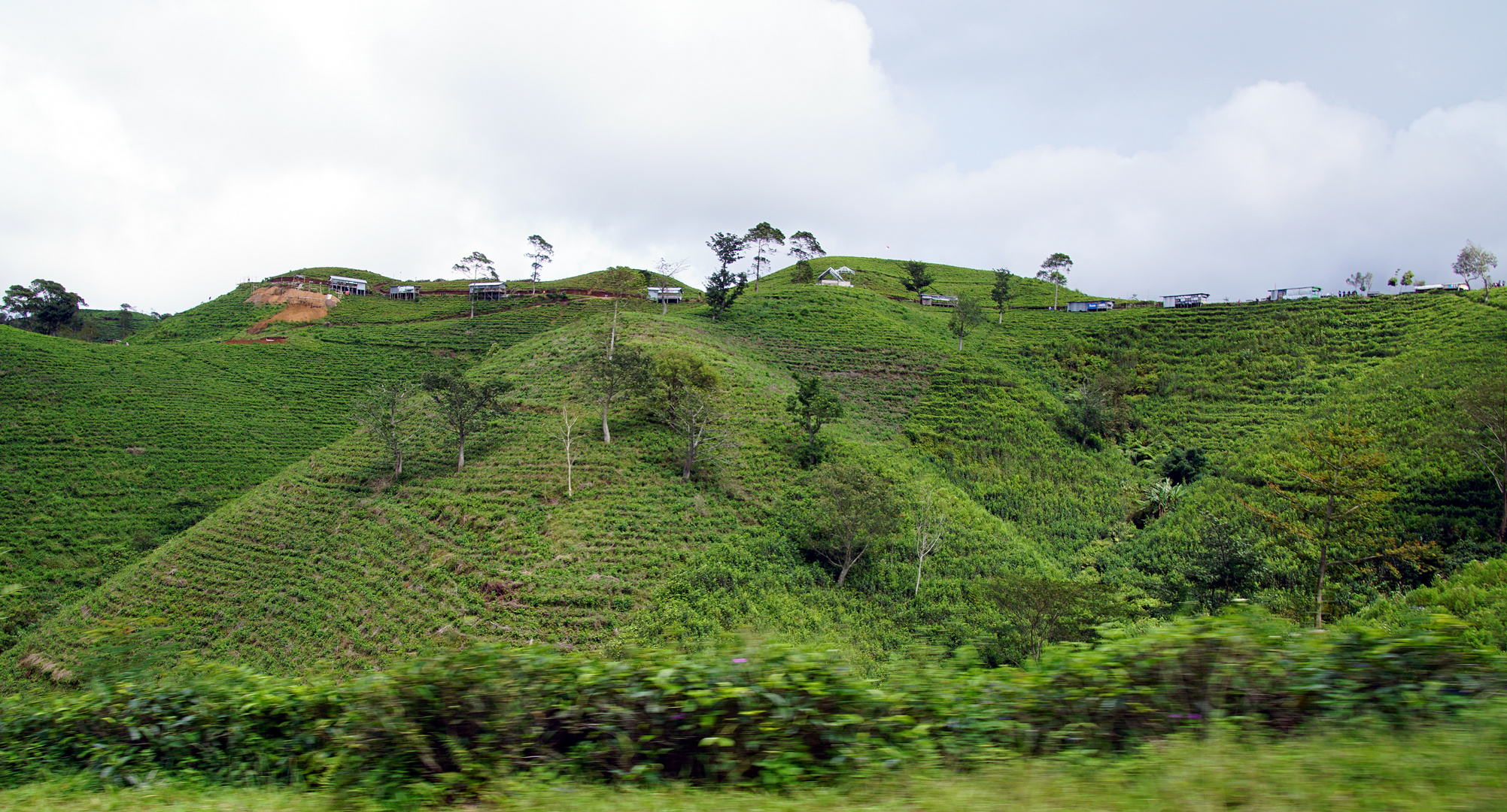 Teeplantagen am Mount Lawu