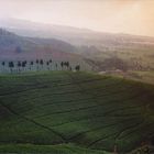 teeplantagen am puncak-pass, java