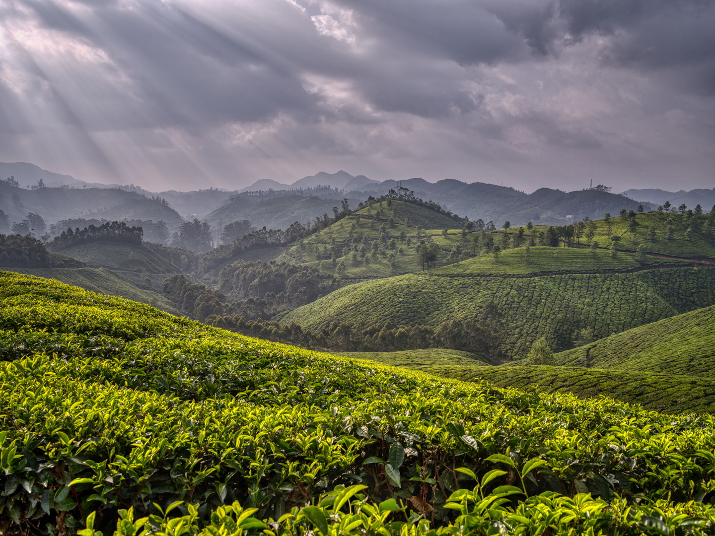 Teeplantagen bei Munnar