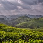 Teeplantagen bei Munnar