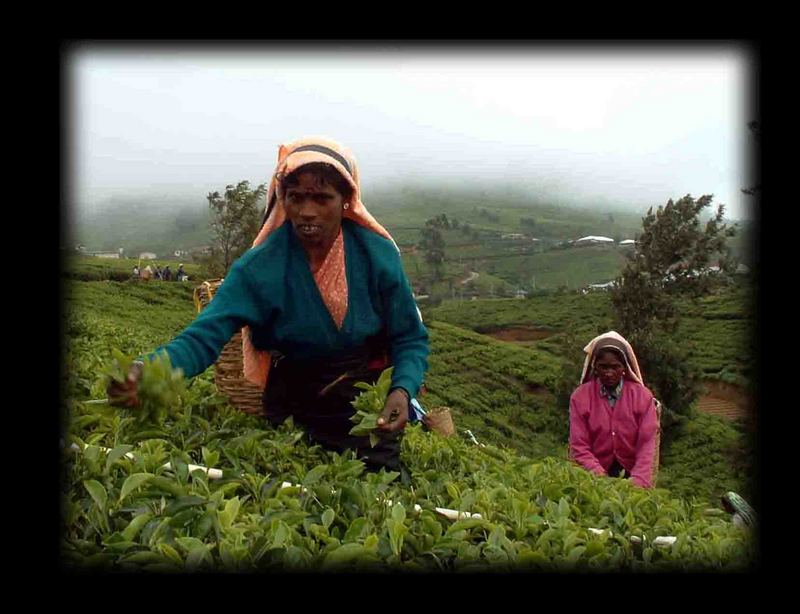 Teeplantagen bei Nuwara Eliya