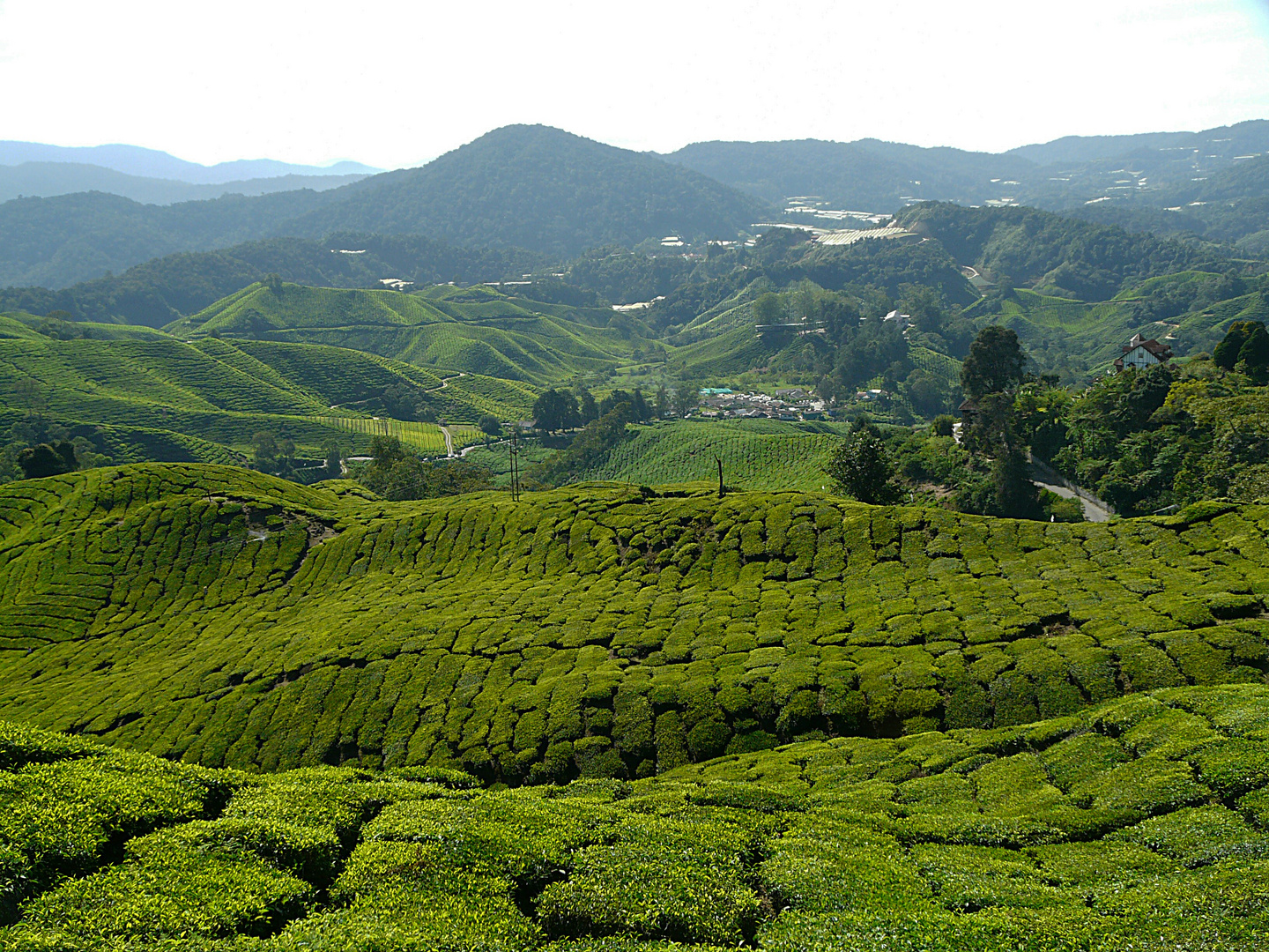 Teeplantagen in den Cameron Highlands