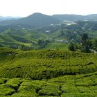Teeplantagen in den Cameron Highlands