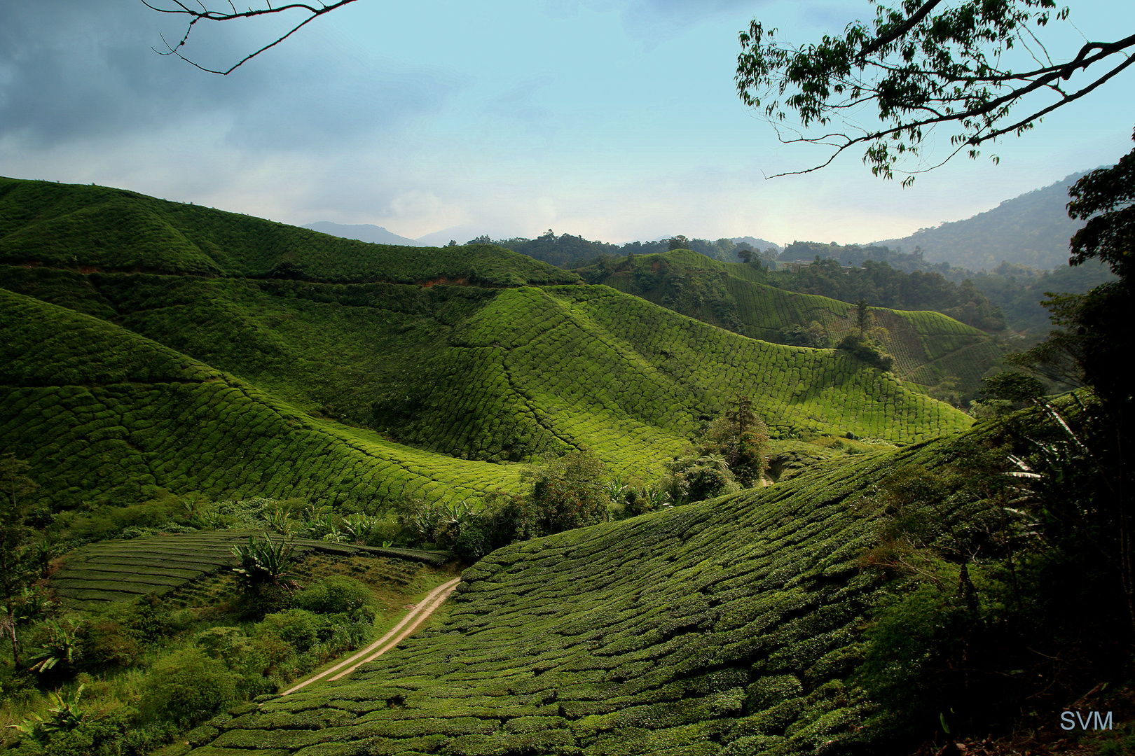 Teeplantagen in den Cameron Highlands in Malaysia